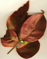 2008年10月10日0001.01.jpg
