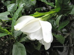 IMG_0285.01.jpg