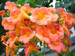 IMG_0629.01.jpg