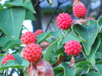 IMG_0751.01.jpg