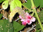 IMG_0795.01.jpg