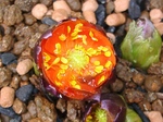 szk070211 001.01.jpg