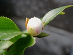 szk070219 006.01.jpg