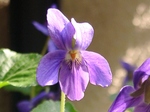 szk070308 009.01.jpg