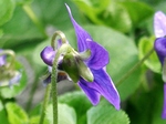 szk070308 012.01.jpg