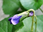 szk070308 013.01.jpg