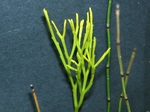szk070312 006.01.jpg
