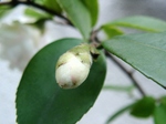 szk070322 010.01.jpg