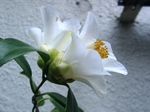 szk070328 014.01.jpg