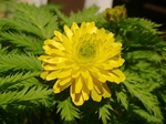 szk070328 033.01.jpg