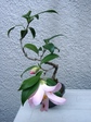 szk070329 005.01.jpg