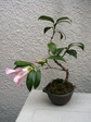 szk070329 006.01.jpg