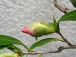 szk070329 007.01.jpg