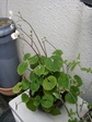 szk070403 009.01.jpg