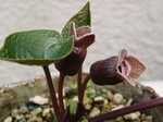 szk070403 010.01.jpg