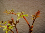 szk070405 005.01.jpg