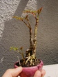 szk070405 006.01.jpg