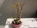 szk070405 008.01.jpg