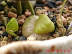 szk070408 014.01.jpg