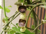 szk070408 024.01.jpg