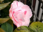szk070408 027.01.jpg