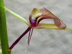 szk070409 009.02.jpg