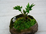 szk070409 012.01.jpg