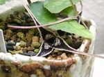 szk070409 012.02.jpg