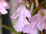 szk070409 019.01.jpg