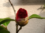 szk070410 008.01.jpg