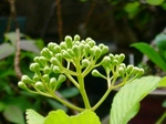 szk070411 006.01.jpg