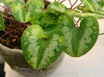 szk070412 009.01.jpg