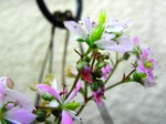 szk070415 011.01.jpg