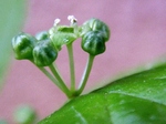 szk070415 025.01.jpg