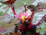 szk070415 028.01.jpg