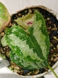 szk070417 020.01.jpg