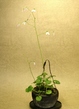szk070419 001.01.jpg