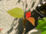szk070419 028.01.jpg