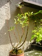 szk070420 006.01.jpg