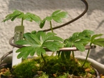 szk070421 007.01.jpg