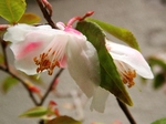 szk070423 010.01.jpg