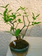 szk070427 005.01.jpg