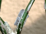 szk070427 006.01.jpg