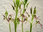 szk070501 013.01.jpg