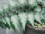 szk070504 019.01.jpg