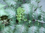 szk070504 020.01.jpg
