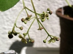 szk070505 005.01.jpg