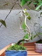szk070515 003.01.jpg