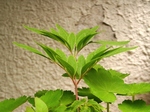 szk070526 007.01.jpg