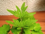 szk070526 008.01.jpg
